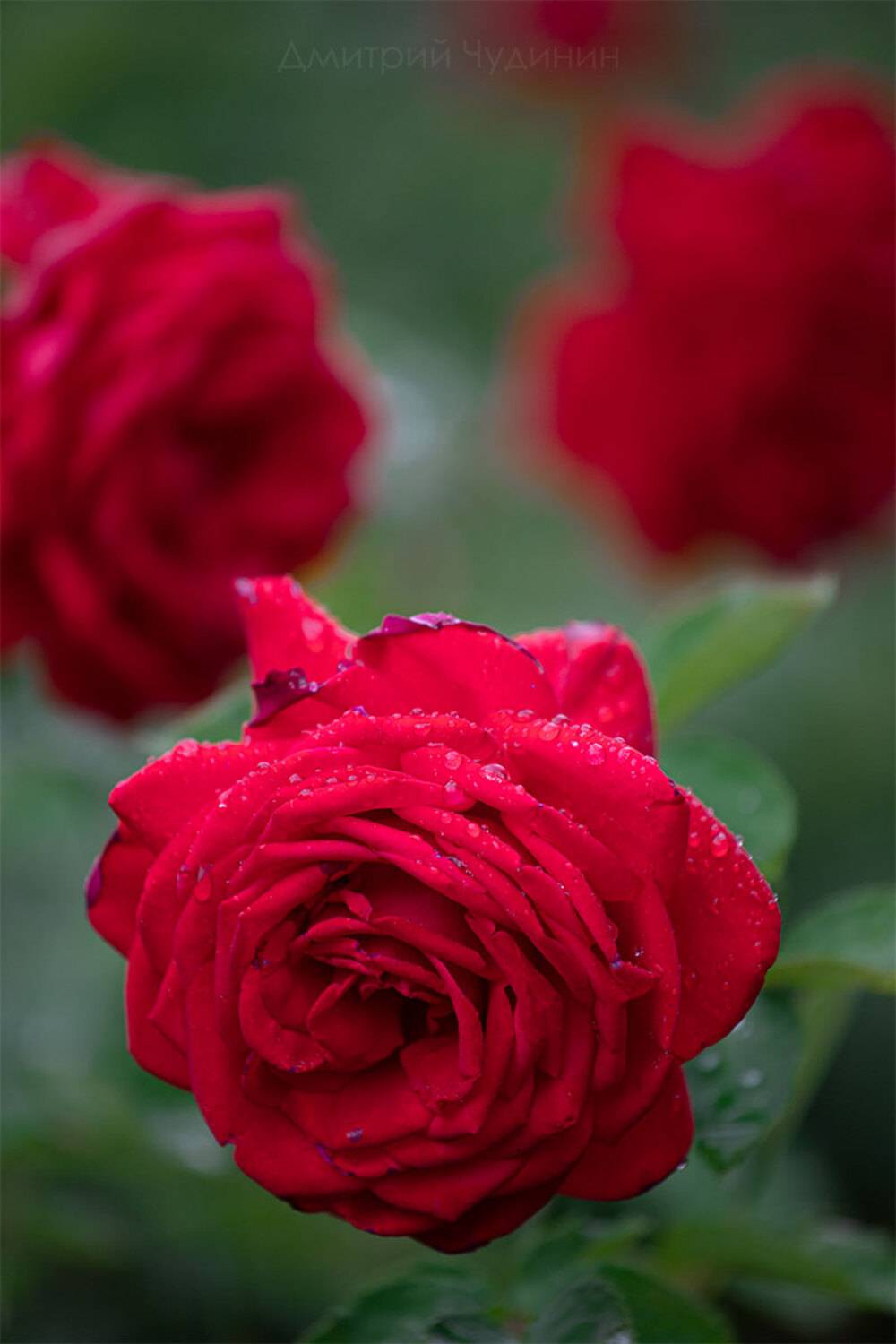 , Чудинин Дмитрий