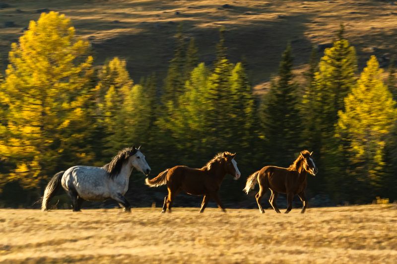 Долина реки Жомболок фото превью