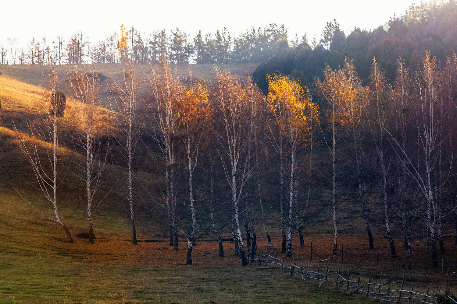 кыргызстан, урочище чункурчак, Элина Магалимова