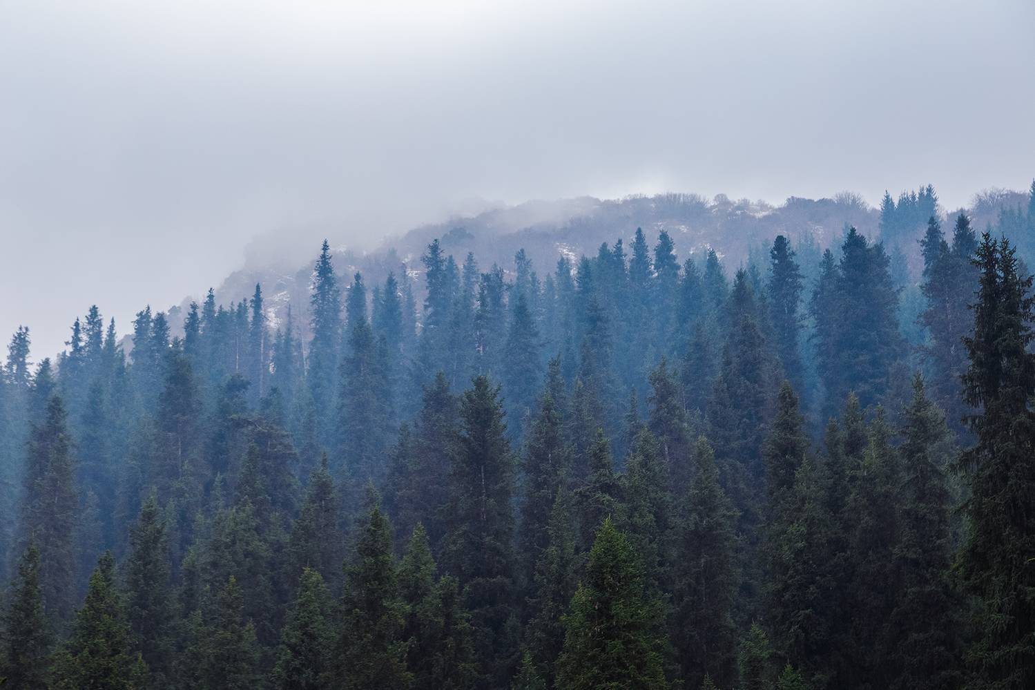 кыргызстан, шамшы, Элина Магалимова