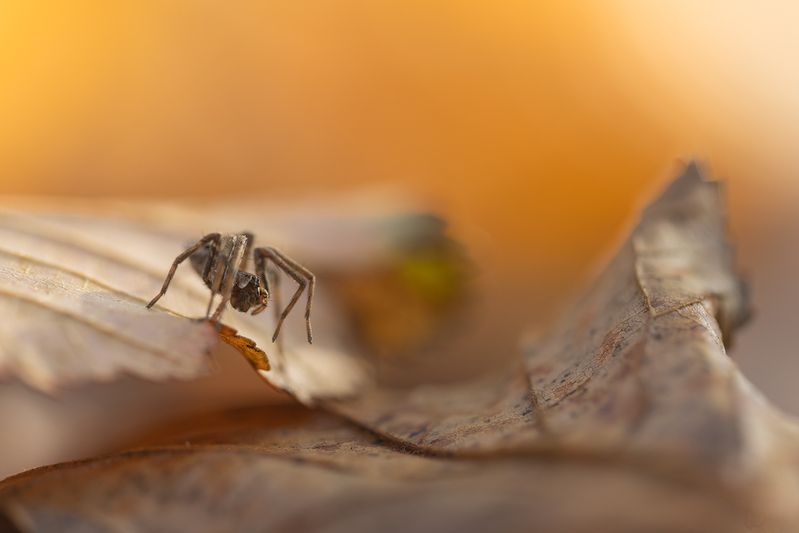 На волнах осени фото превью