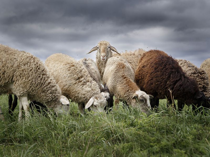 Овцы фото превью