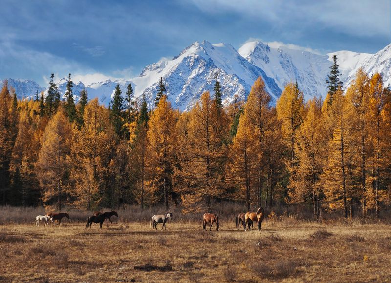 Алтай, Северо-Чуйский хребет, лошади, Горный Алтай Алтайский колорит фото превью