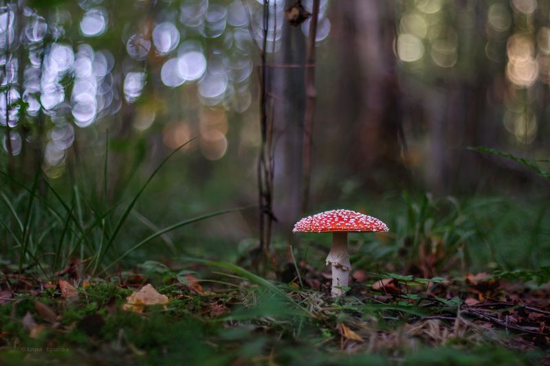 мухомор, гриб Белоручка фото превью