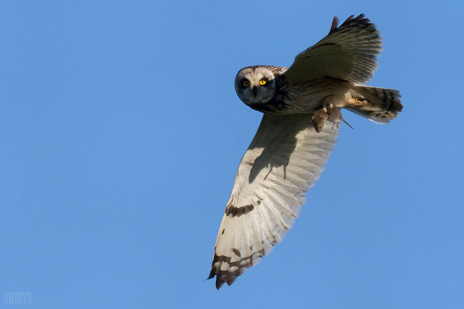 , Дмитрий Доронин