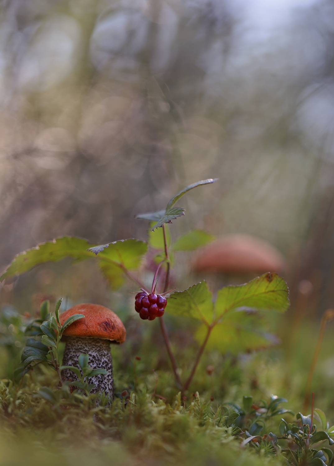нерюнгри, подосиновик, княженика, растениялевиной, якутия, растенияякутии, женялевина, евгениялевина, Евгения Левина