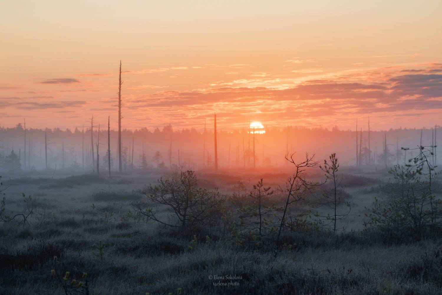 осень, утро, рассвет, туман, Елена Соколова