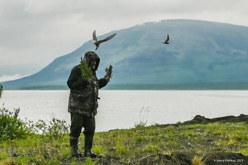 Крачки защищаются…