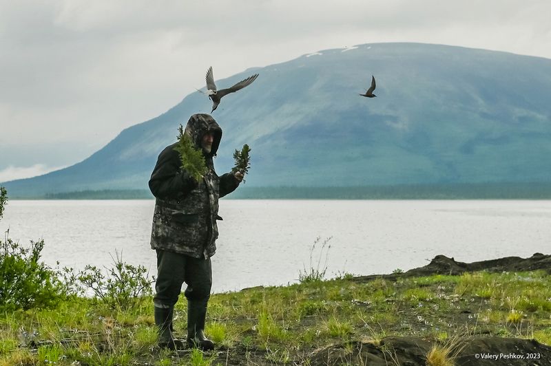 крачки, чайки, защита, нападение, озеро дюпкун, плато путорана Крачки защищаются… фото превью