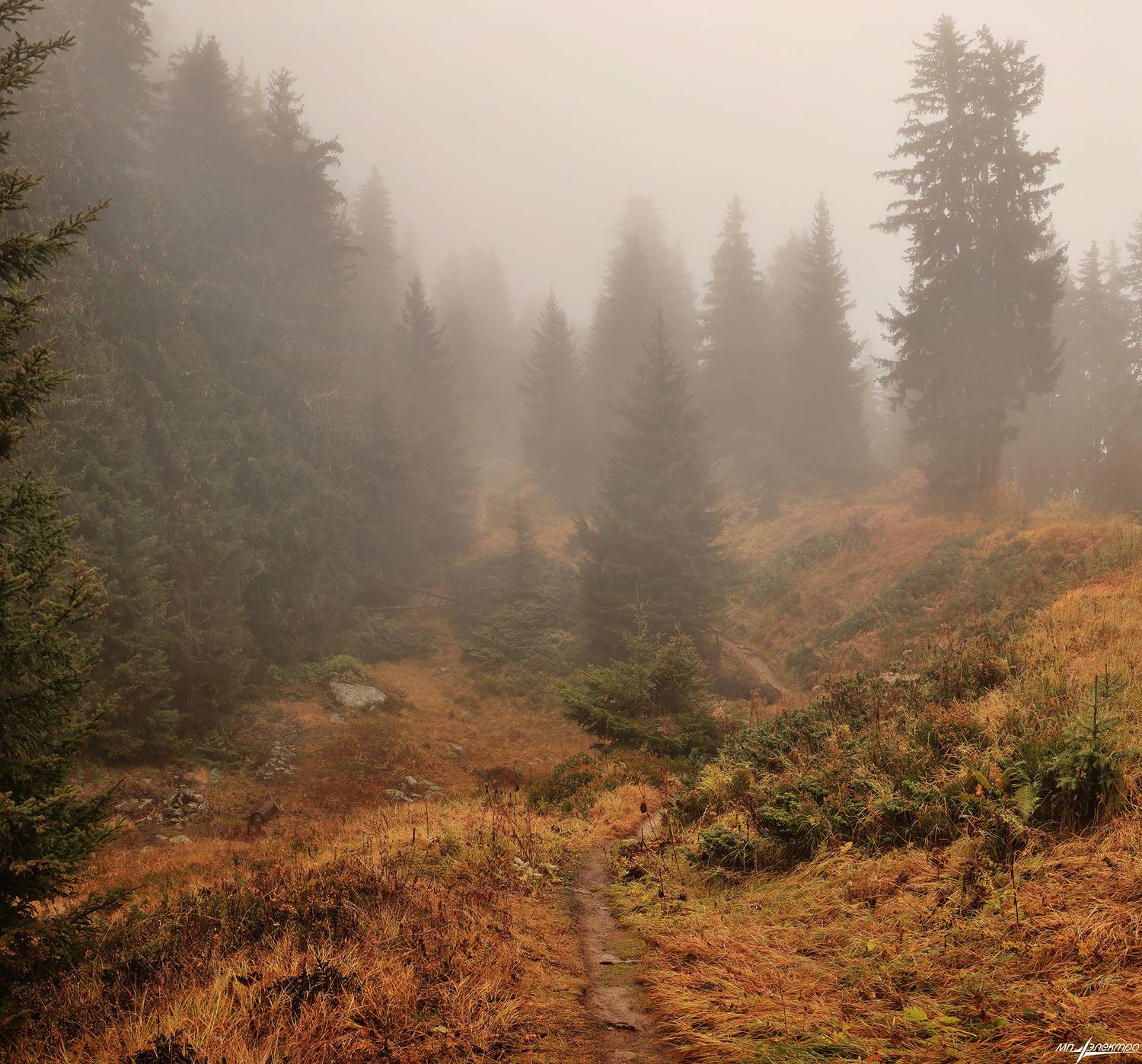 swiss, Матвеев Николай