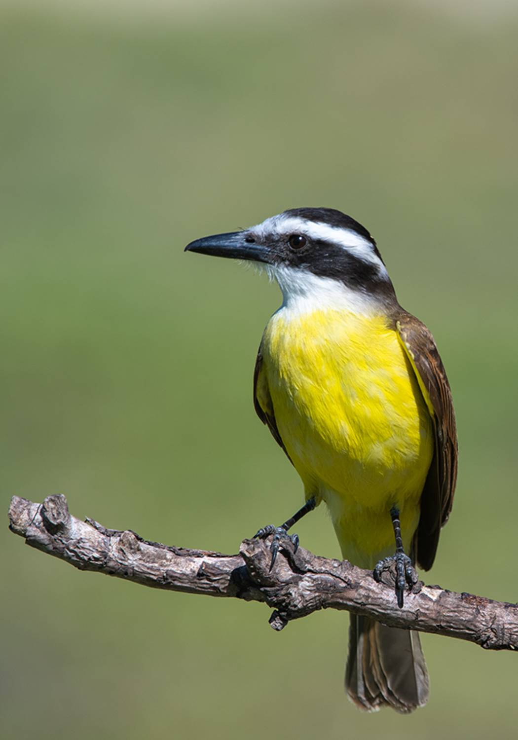 , Андрей Алексеев