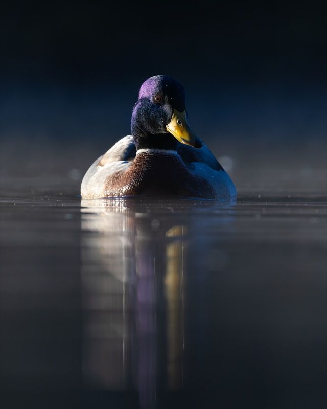 кряква, утка, птицы Морозное утро фото превью