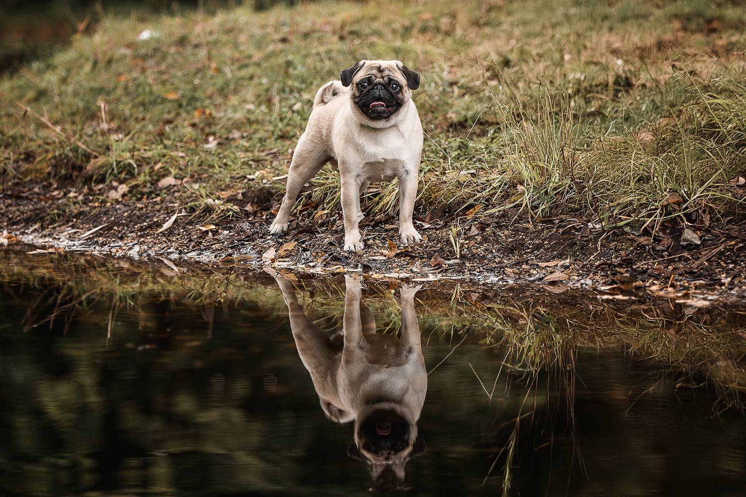 , Елена Самусенкова