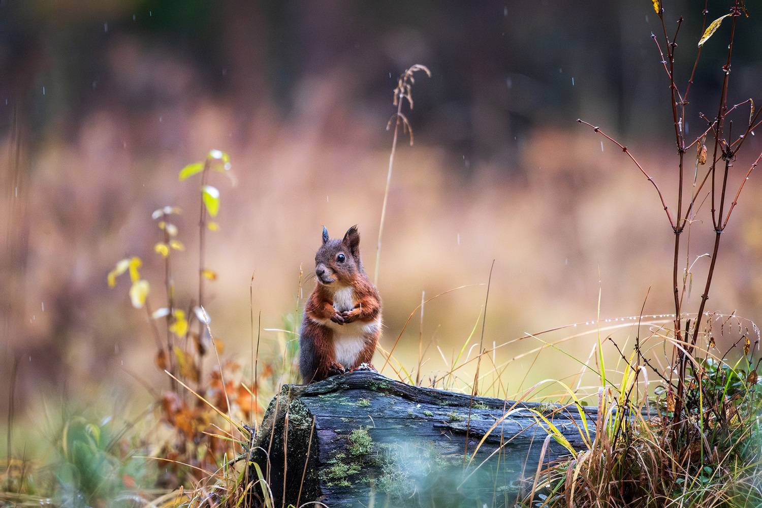 , Бодрягин Виталий