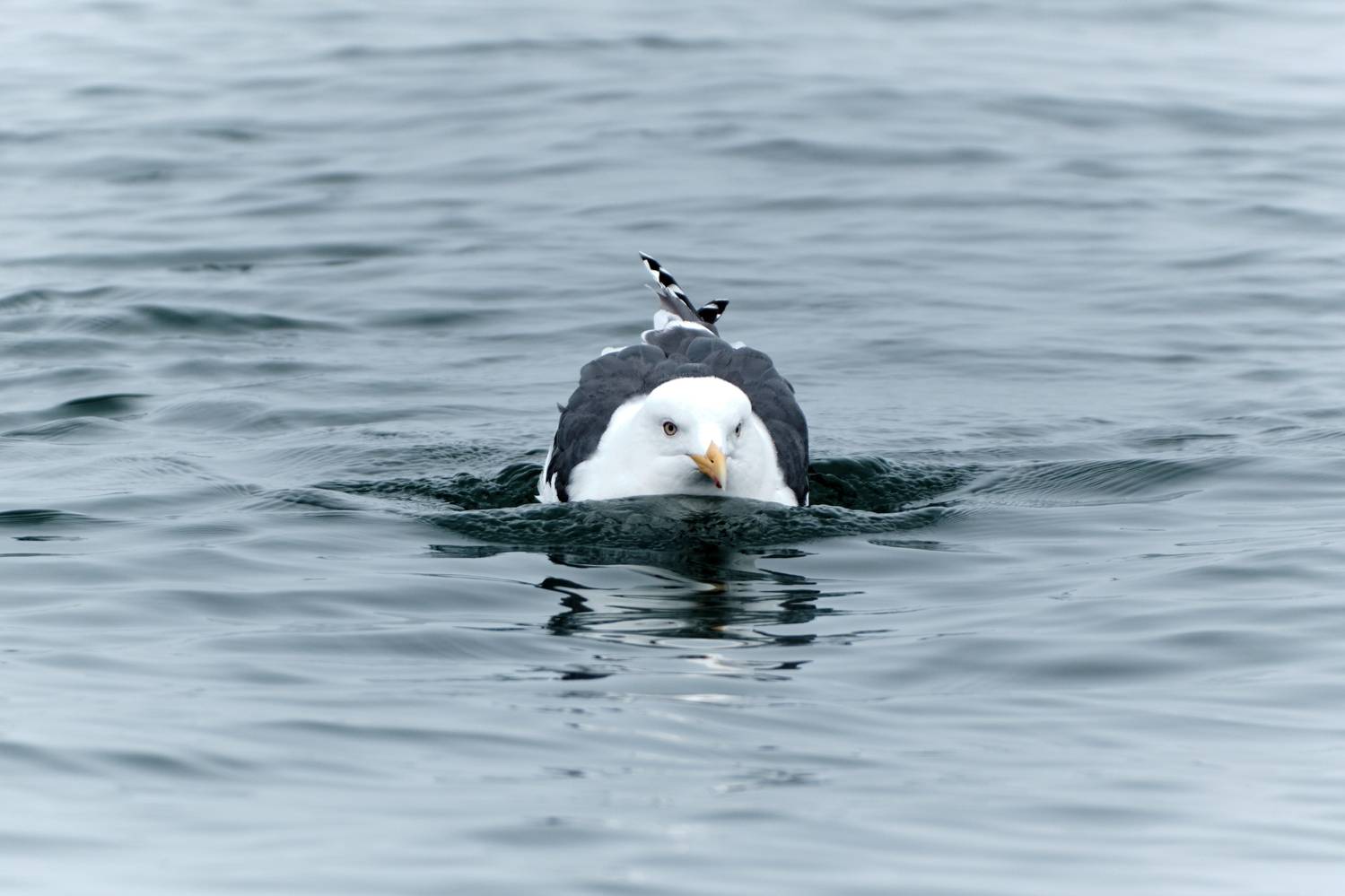 , Багурский Алексей