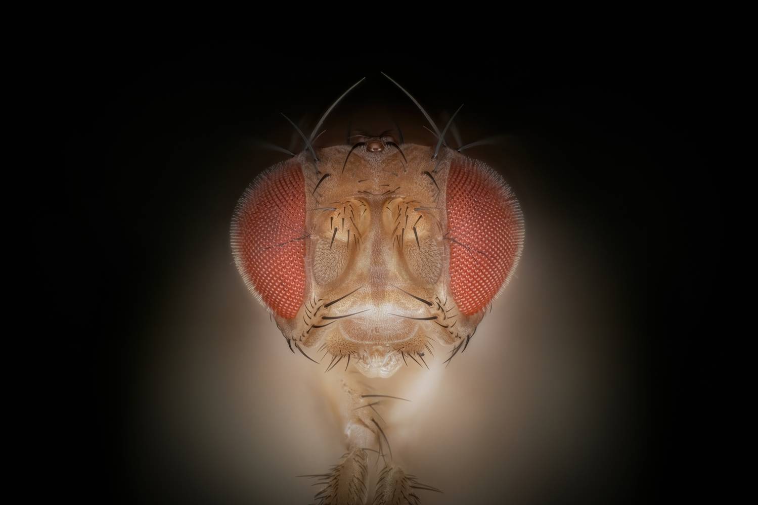 , Антон Орленко