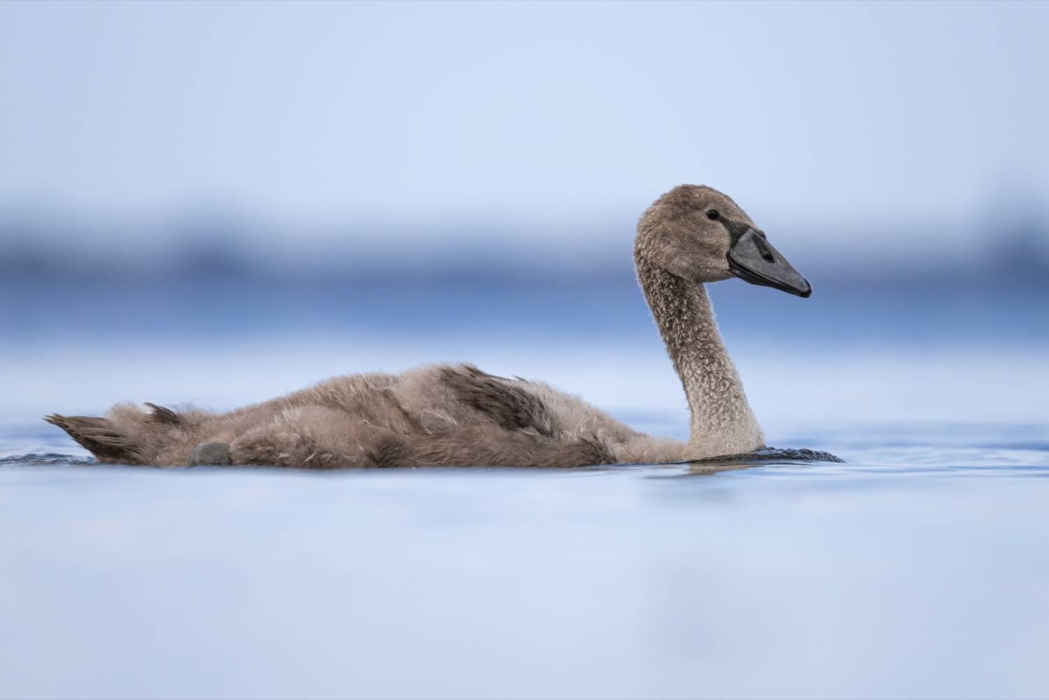 шипун, лебедь, лебедь шипун, лебедь-шипун, финский залив, Ruslan Pl