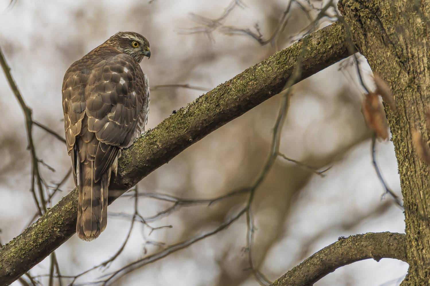 перепелятник, ястреб, птицы, ястреб перепелятник, ястреб-перепелятник, Ruslan Pl