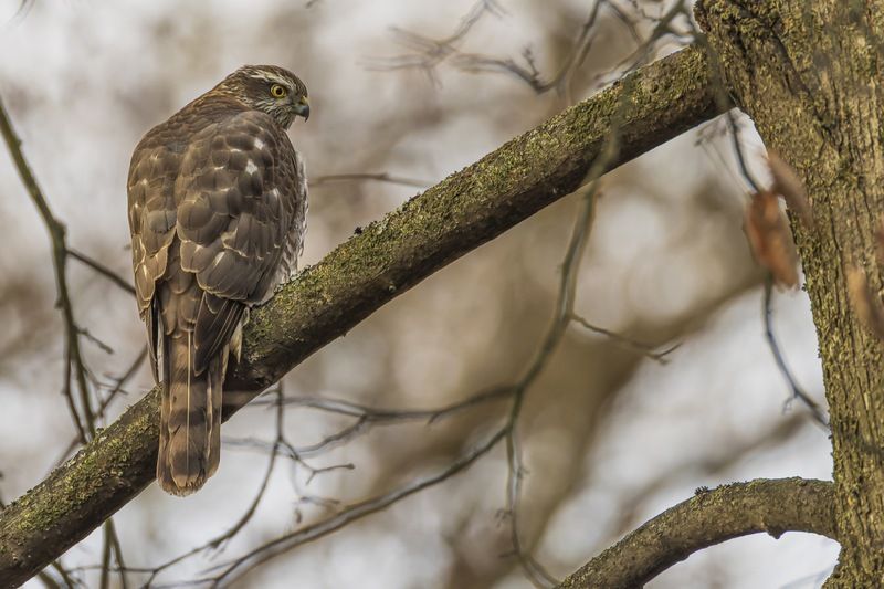 перепелятник, ястреб, птицы, ястреб перепелятник, ястреб-перепелятник Перепелятник фото превью
