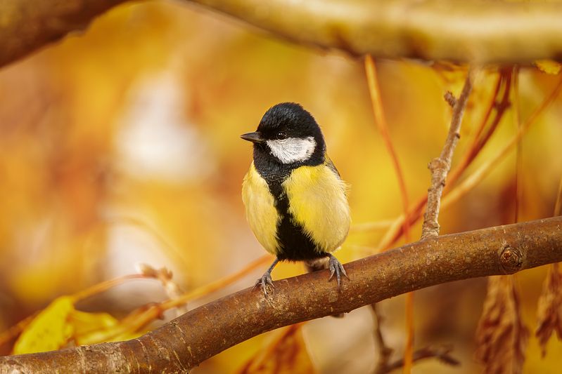 Синица фото превью