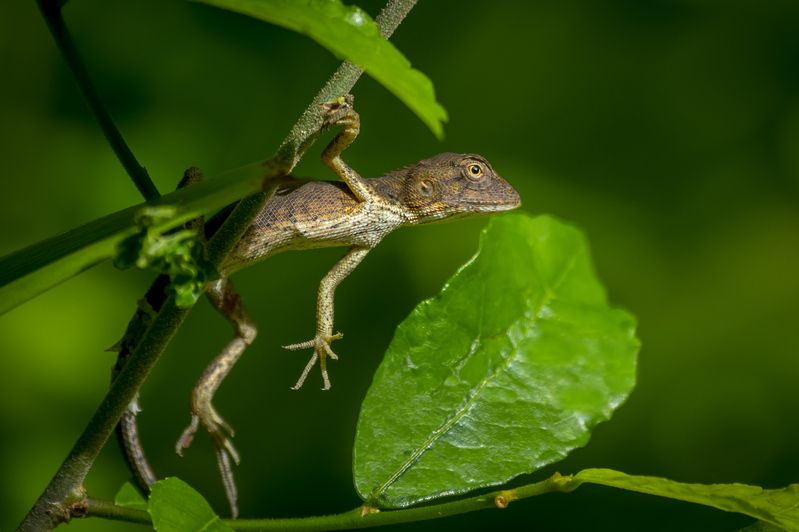 камбоджа, cambodia, siemriep, сиемриап, ангкор ват, angkorwat, храм, индуизм, индуистский храм, hinduism, buddhism, temple, бенг мелиа, beng mealea, буддизм, монах, буддистский монах, temple, кхмерская империя, khmer, григорий беденко, grigoriy bedenko, Бенг Мелия (Озеро лотосов) фото превью