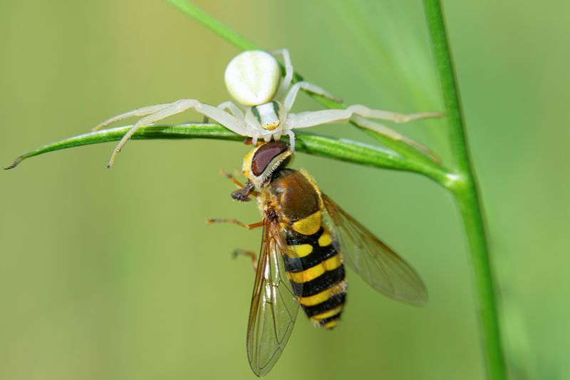 Пауки фото превью