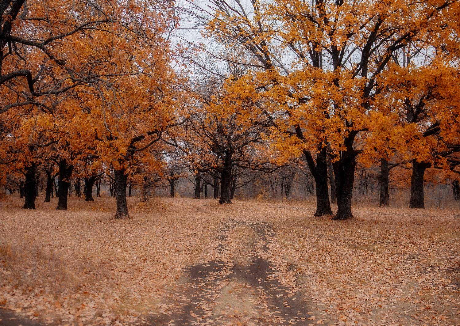 , Дзюба Нелли