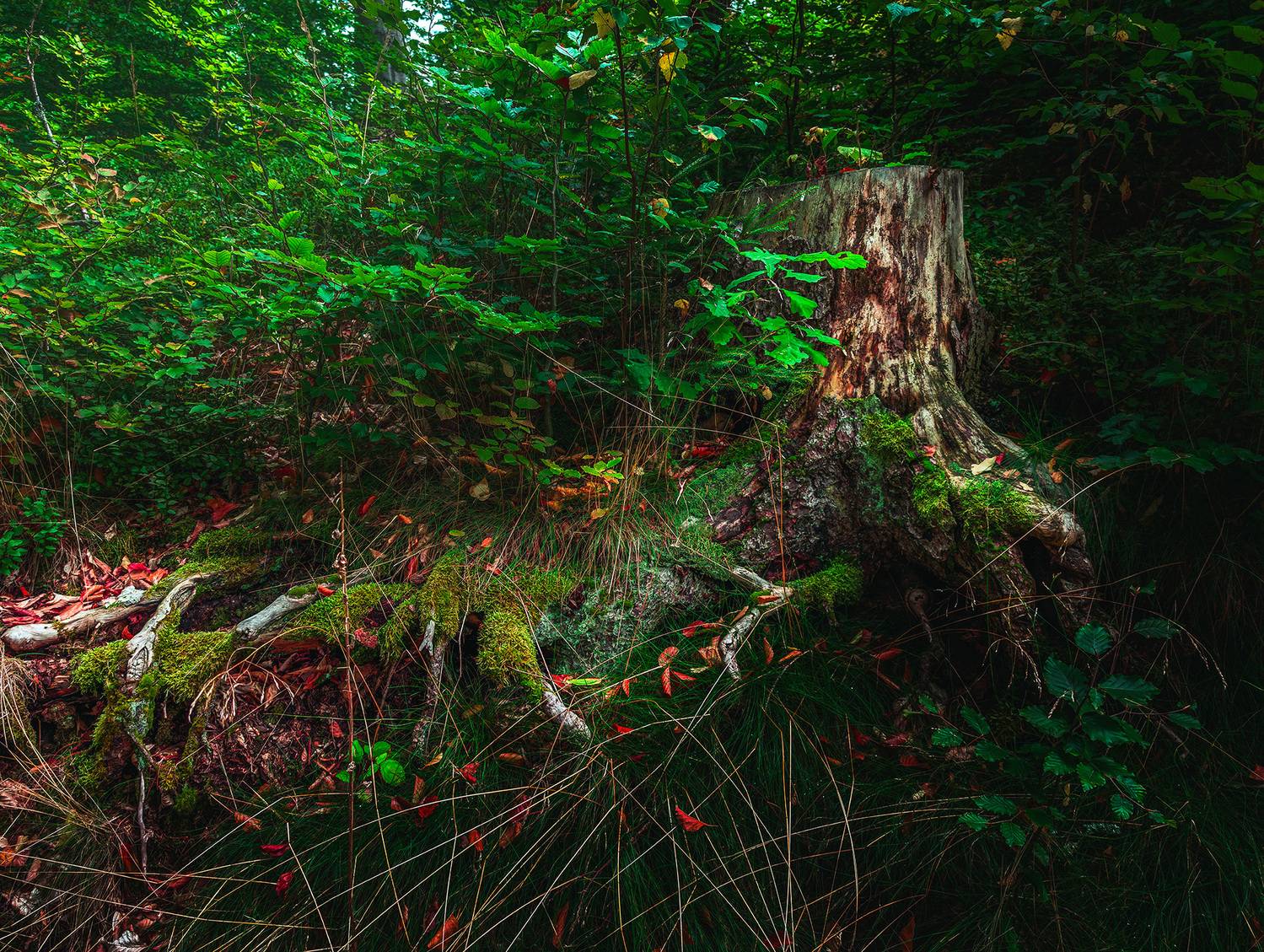 forest, moody, dark, mysterious, stump, tree stump, moss, green, roots, nature, Валерий Вторыгин