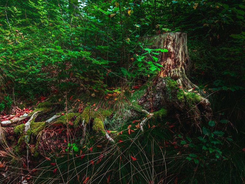 forest, moody, dark, mysterious, stump, tree stump, moss, green, roots, nature Moody Forest Stump фото превью