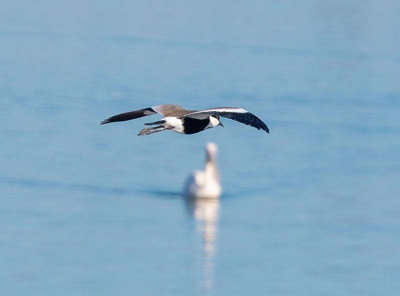 Шпорцевый чибис фото превью