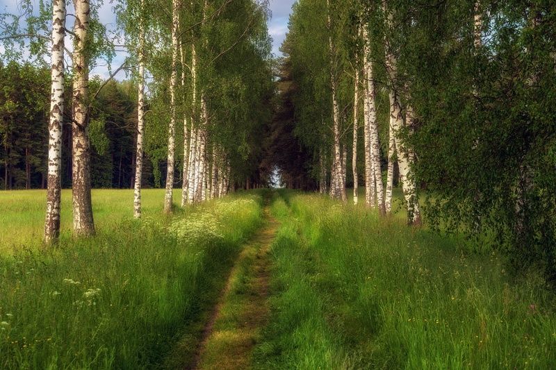 павловский, парк Вдоль берёз фото превью