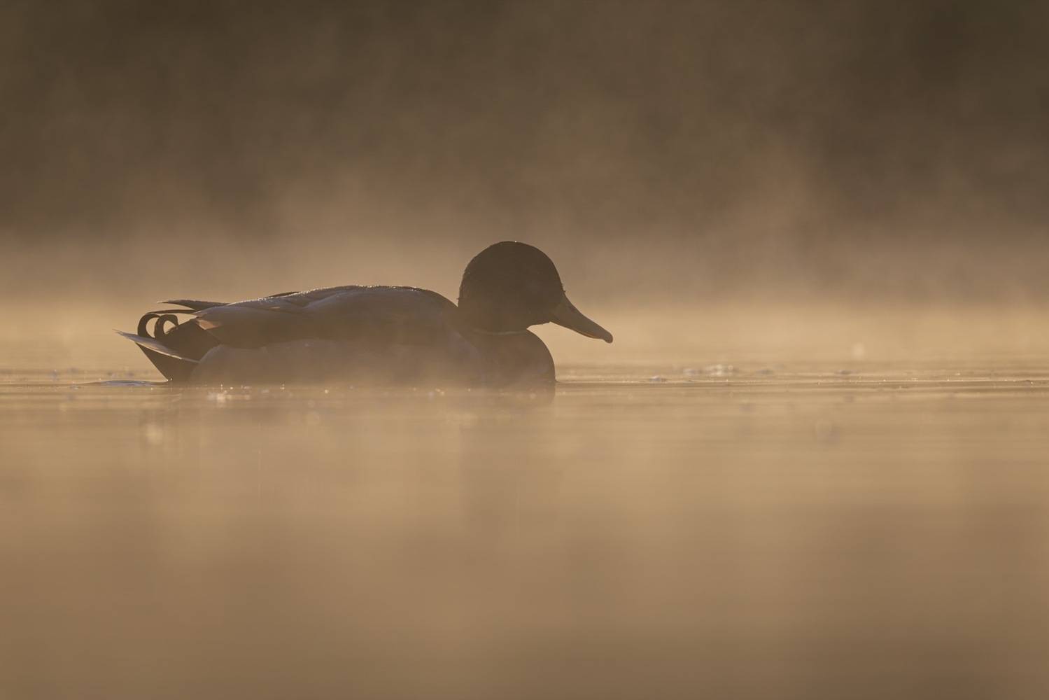 кряква, утка, птицы, туман, Ruslan Pl