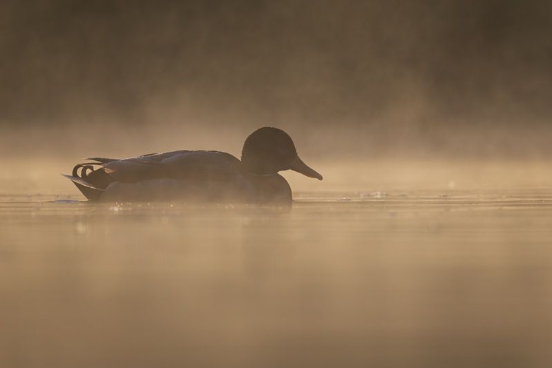 кряква, утка, птицы, туман Утренний туман фото превью