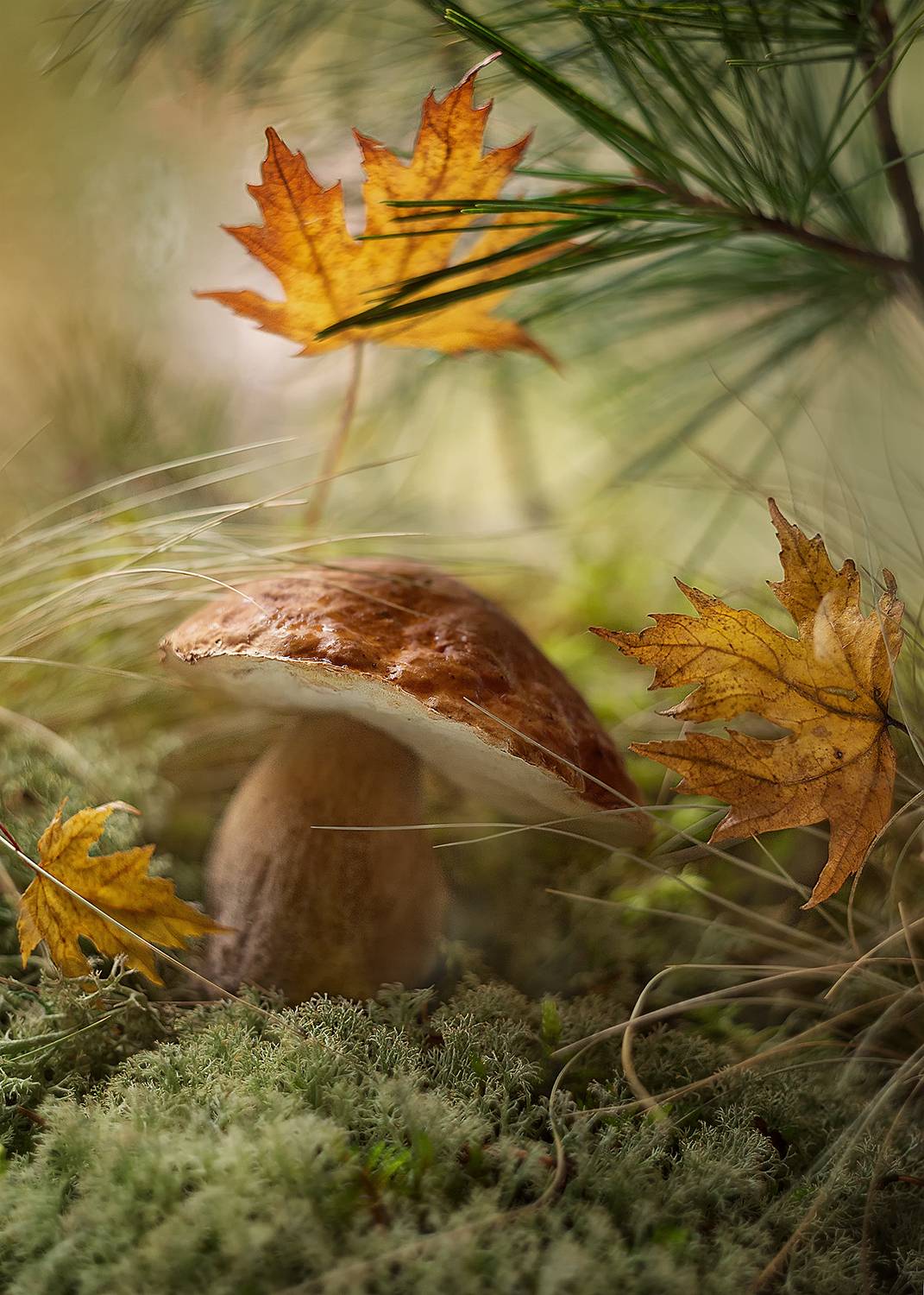 осенний вальс, белый гриб, листья клена, фантазии осени, лес,ирина горюкина,беларусь, природа,гелиос 44, ИРИНА ГОРЮКИНА