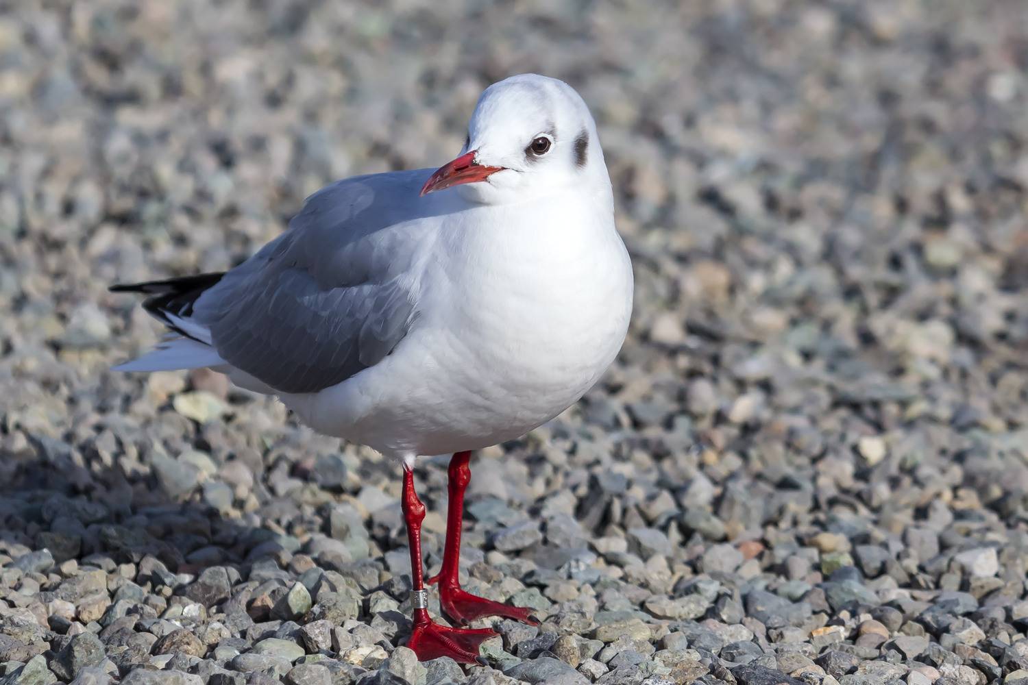 озерная чайка, птица, зимний наряд, Уткин Дмитрий