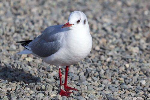 Озерная чайка