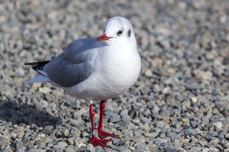 озерная чайка, птица, зимний наряд Озерная чайка фото превью