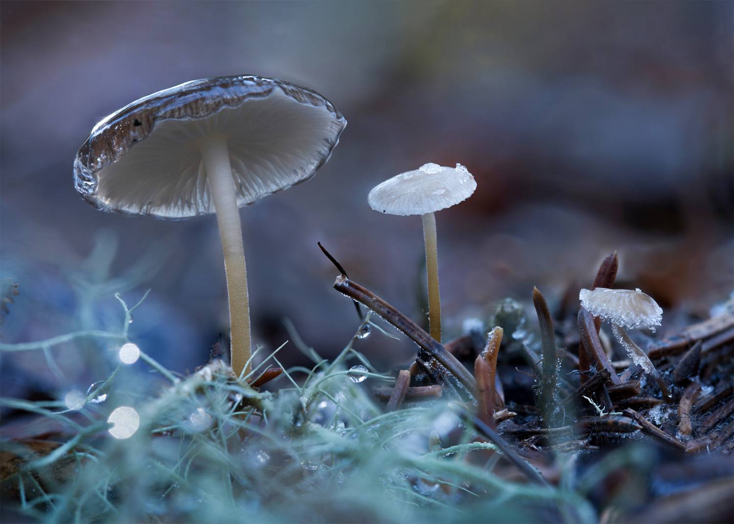 , Михаил Славный