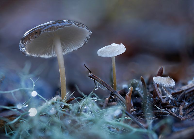 Три брата фото превью