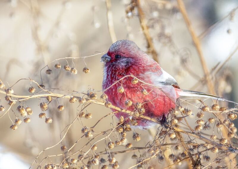 Урагус фото превью