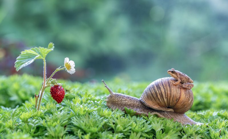Лягушка-путешественница) фото превью