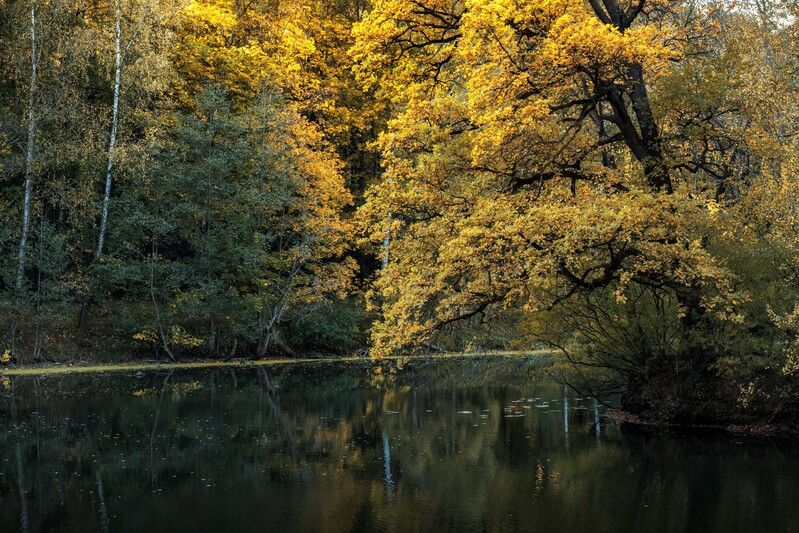 *** фото превью