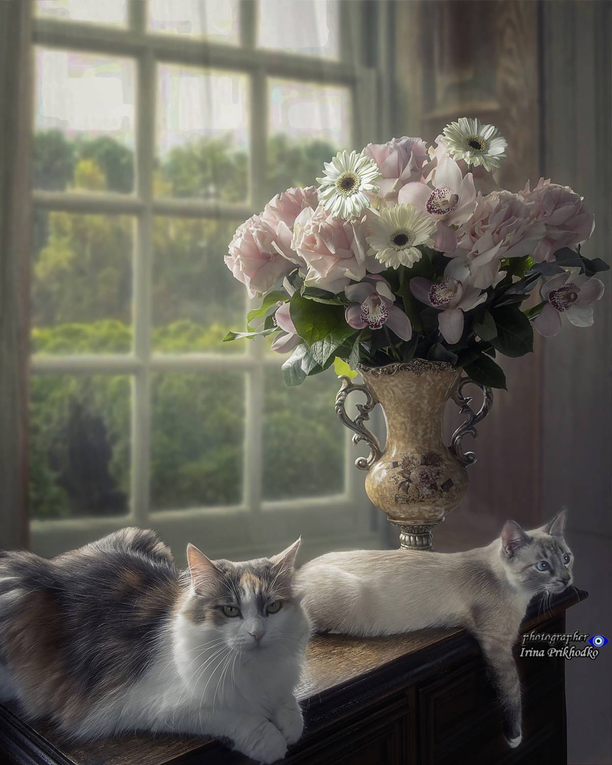 животные, цветы, букеты, котики, кошки, питомцы, Приходько Ирина