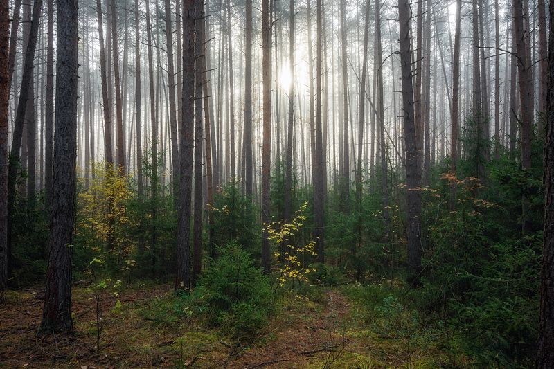пермский край, пейзаж, рассвет, красота природы, поле, лес, туман, утро, осень Сосновый лес на рассвете фото превью