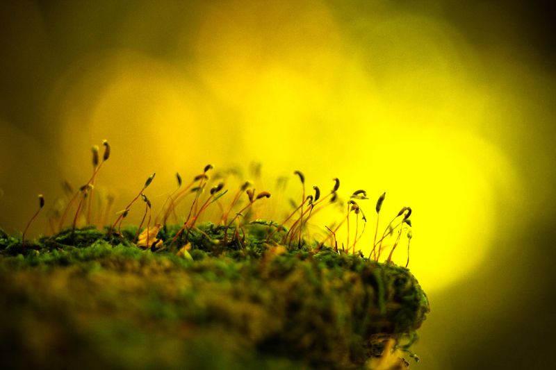 300 Спартанцев фото превью