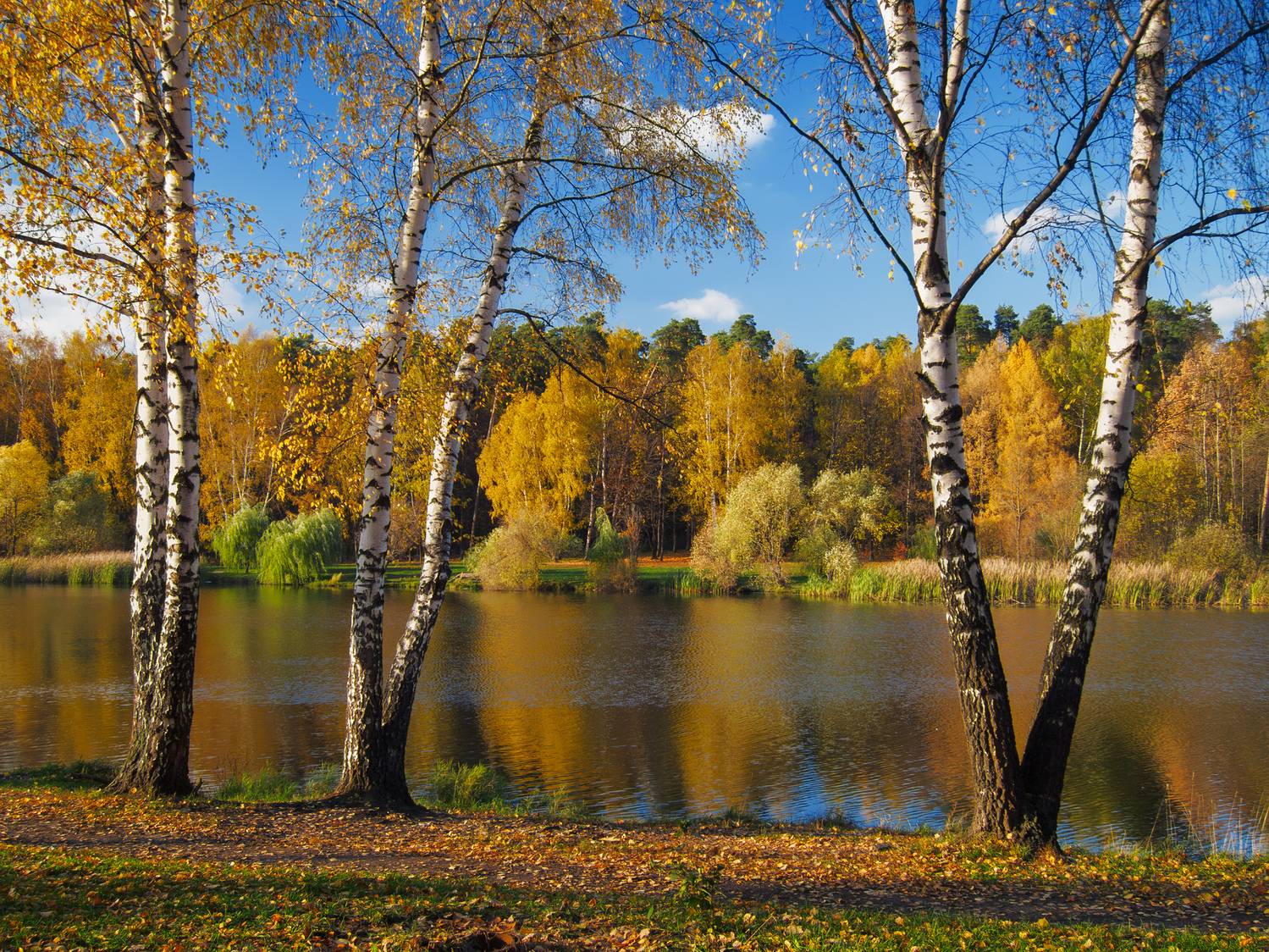 золотая, осень, Медведев Александр
