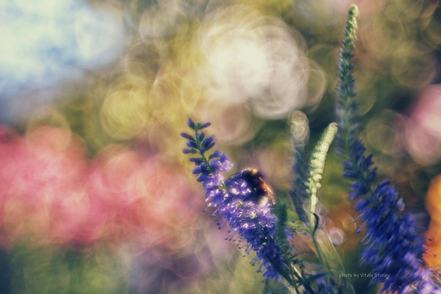 природа, макро, шмель, гелиос 44, helios 44, Стасов Виталий