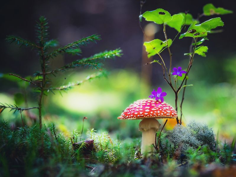 гриб, мухомор, осень, сказка, макро, мох, трава, поляна, лес, охота, цветы, ярко, наряд, шляпка Нарядился фото превью