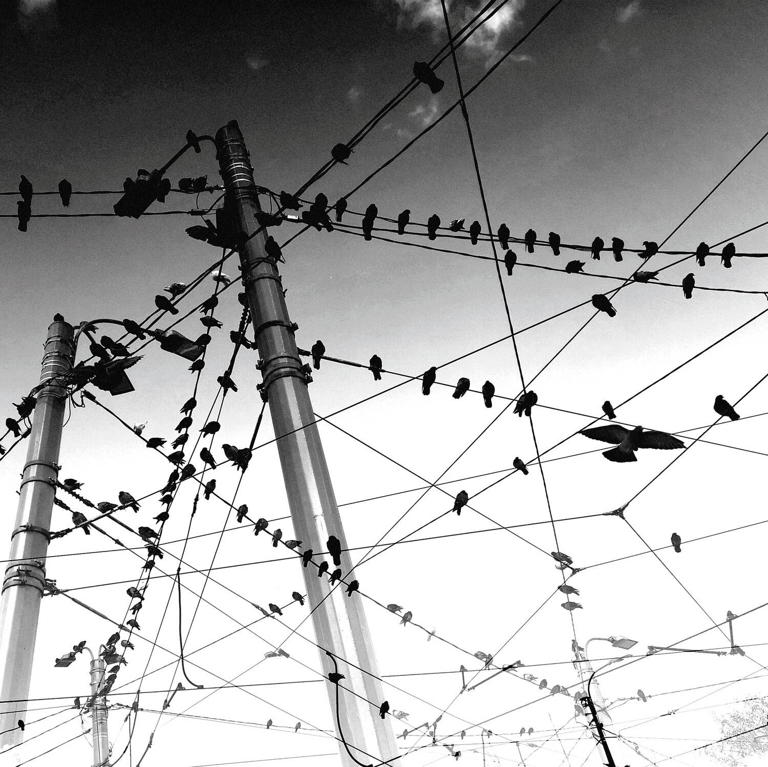 , Антон Лаба