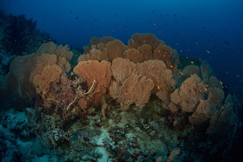 Горгонариевые сады фото превью